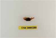 藏品(乳白南方招潮蟹)的圖片